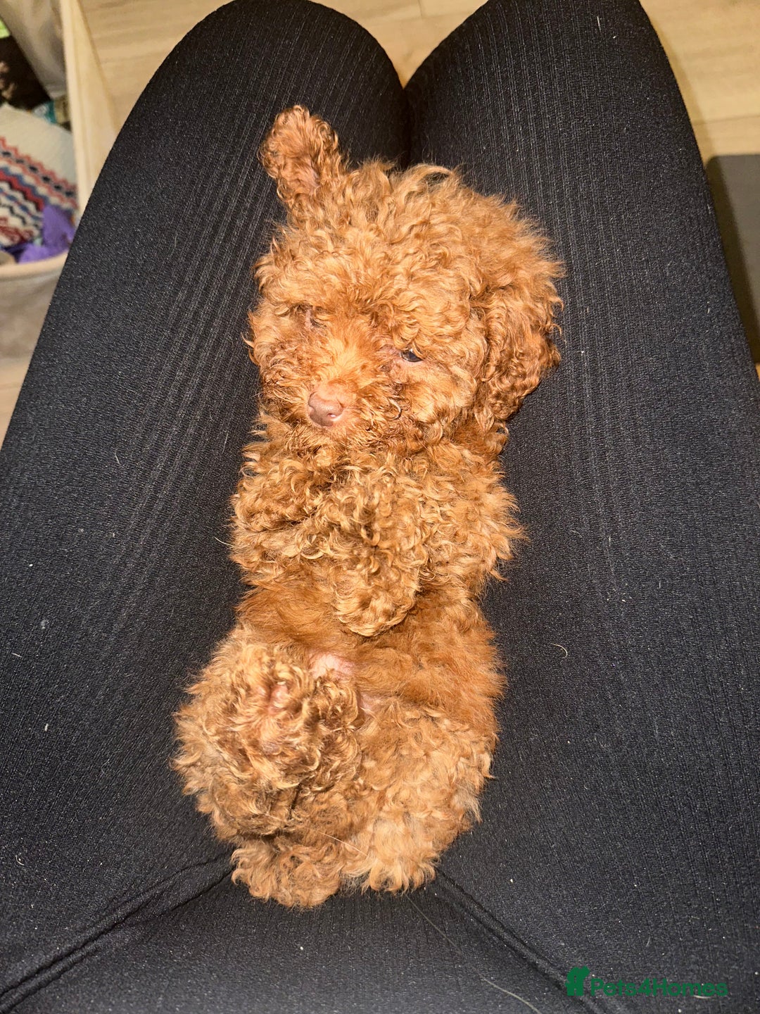 Maltipoo dogs for sale: Red Toy maltipoo puppy  - Advert 3