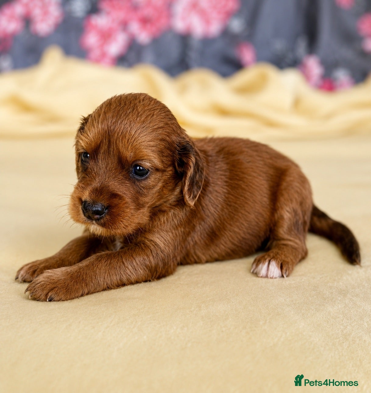 Mixed Breed dogs Cavapoo x Cocker pups Merle, chocolate, tri, tan - Advert 2