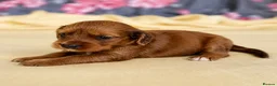 Mixed Breed dogs for sale: Cavapoo x Cocker pups Merle, chocolate, tri, tan - Advert 21
