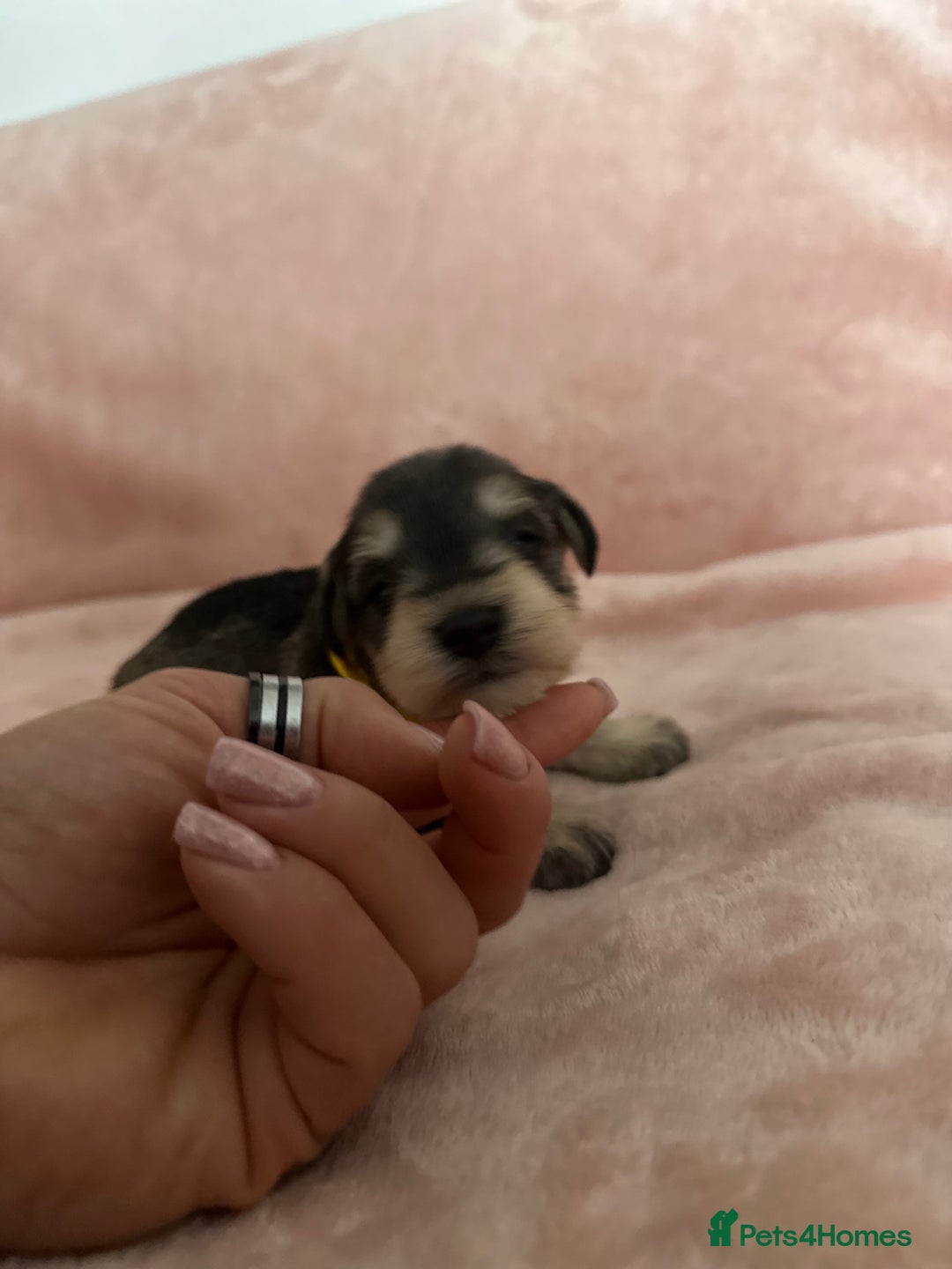 Miniature Schnauzer dogs for sale: OUTSTANDING CHAMPION LINES PUPPIES  - Advert 19