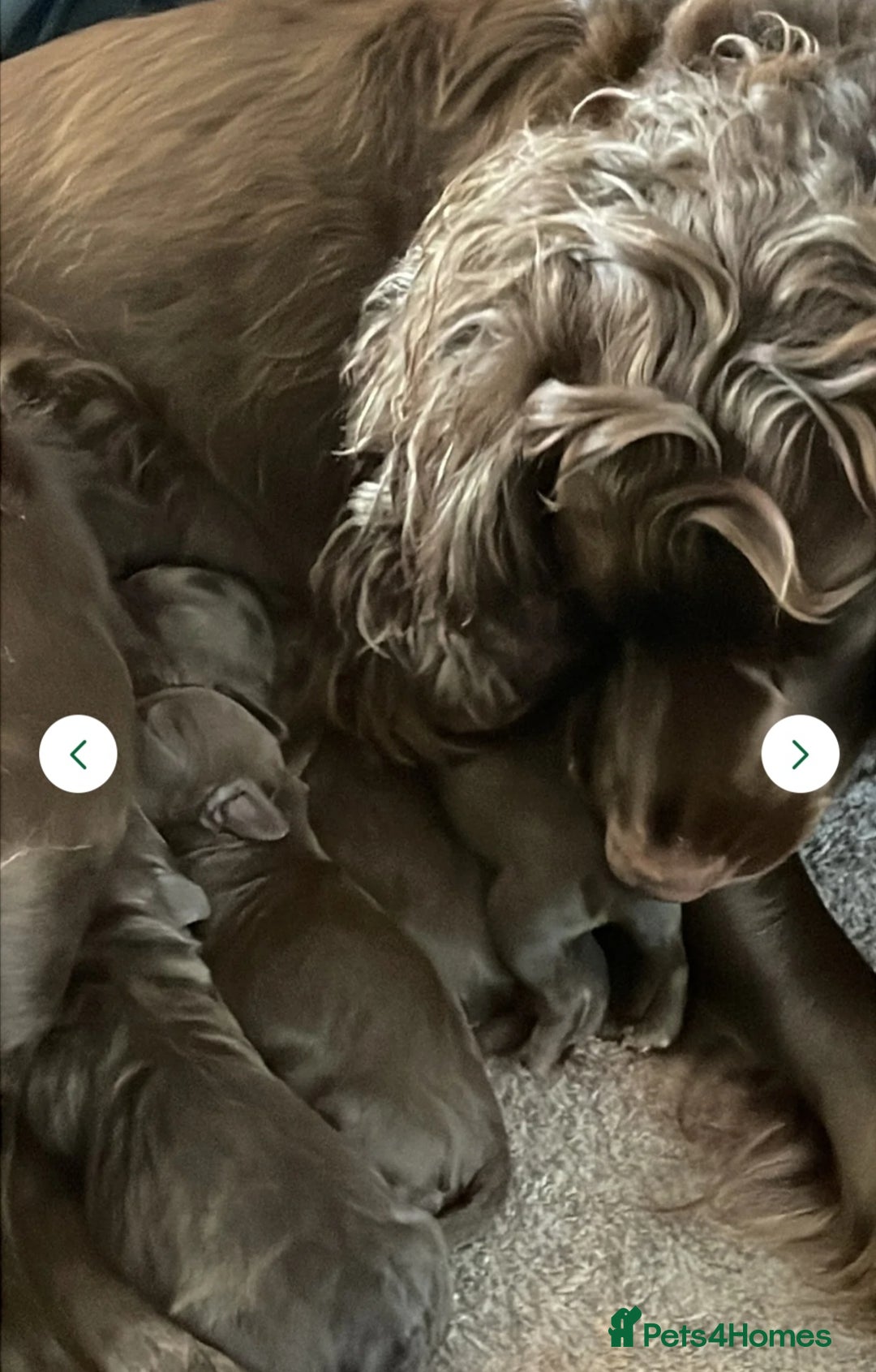 Cockapoo dogs for sale: Cockerpoos  - Image 6