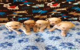 Labradoodle dogs for sale: f1 MINIATURRE LABRADOODLES FROM 5*LICENCED BREEDER - Image 1