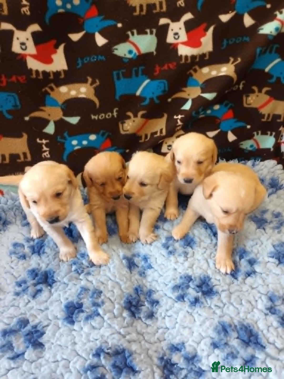 Labradoodle dogs for sale: f1 MINIATURRE LABRADOODLES FROM 5*LICENCED BREEDER - Image 1