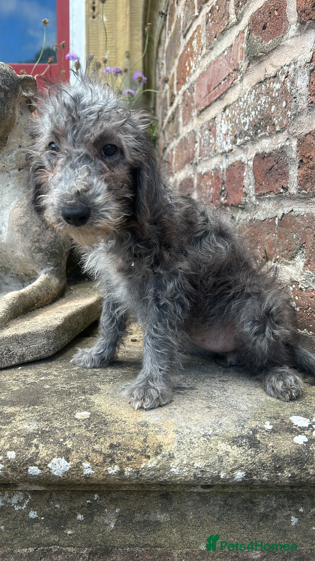 Bedlington Terrier dogs for sale: Super Friendly Bedlington Terrier Puppies - Image 3