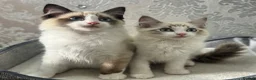 Ragdoll cats for sale: Beautiful Ragdoll Kittens - Advert 8