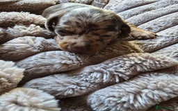 Miniature Dachshund dogs for sale: Dapple miniature dachshund - Image 24