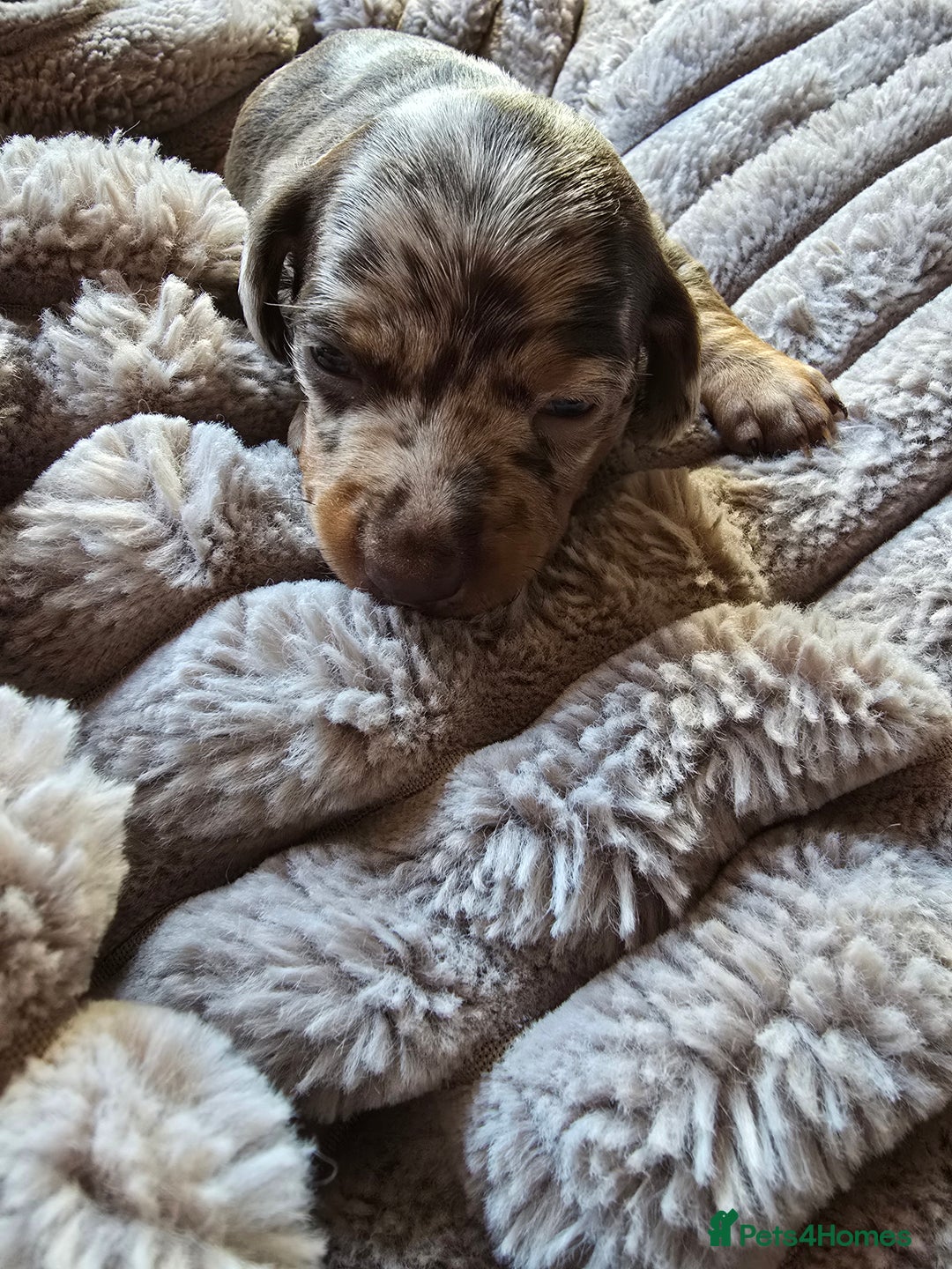 Miniature Dachshund dogs for sale: Dapple miniature dachshund - Image 24