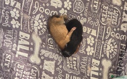 Pomeranian dogs for sale: Super tiny 2 Girls & a boy 💙💓 - Image 18