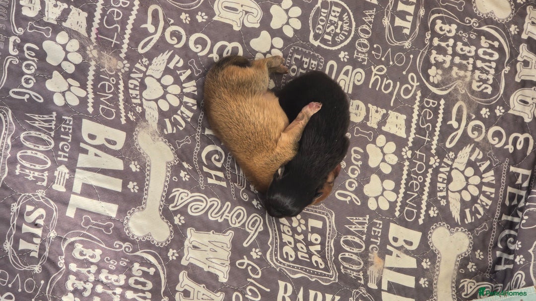 Pomeranian dogs for sale: Super tiny 2 Girls & a boy 💙💓 - Image 18