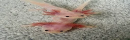 Axolotl reptiles for sale: Young leucistic axolotls  - Advert 1
