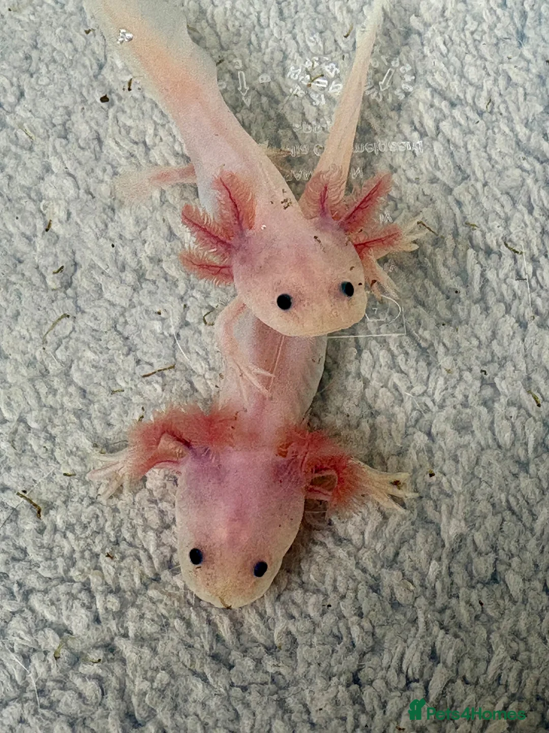 Axolotl reptiles for sale: Young leucistic axolotls  - Advert 1