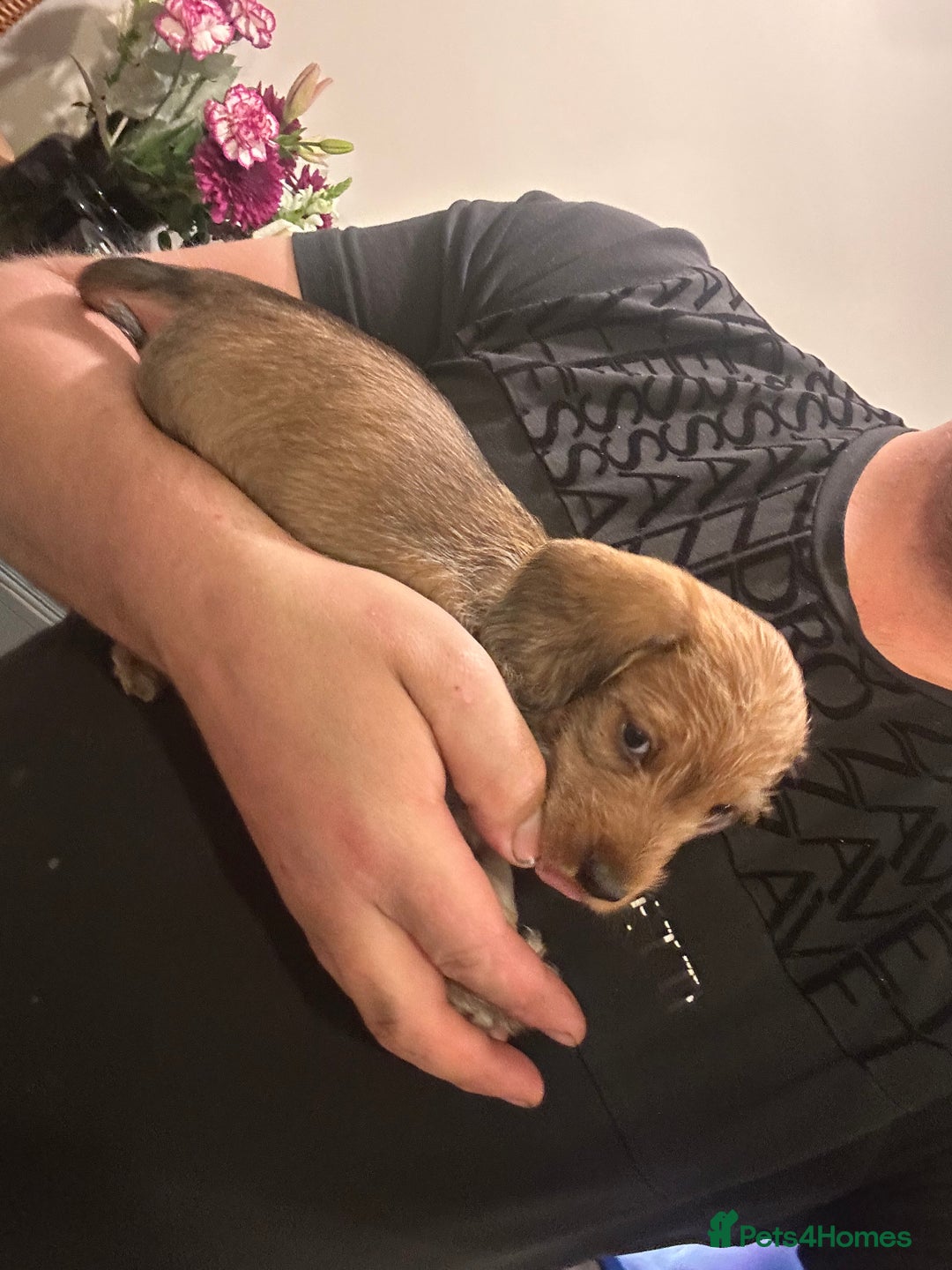 Mixed Breed dogs for sale: Doxiepoo puppys, Dachshund, Poodle - Image 6