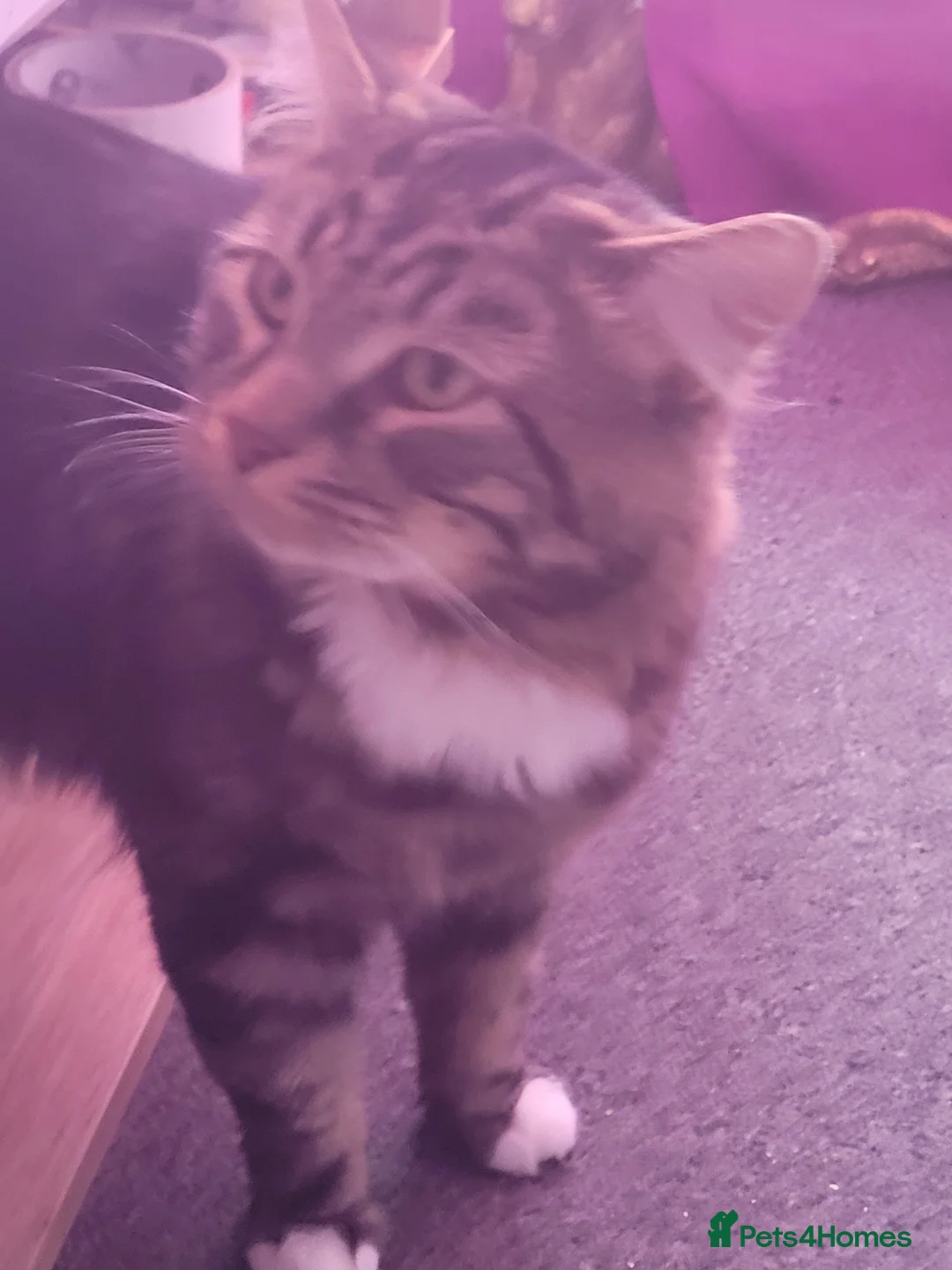 Mixed Breed cats for sale: Mixed tabby with maincoon  in Livingston - Advert 2