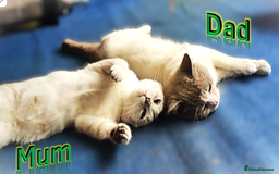 British Shorthair cats for sale: BSH Kittens Ready For New Homes Now - Image 10