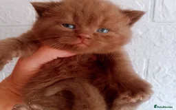British Shorthair cats for sale: Cinnamon & Chocolate Teddy bear BSH - Image 1