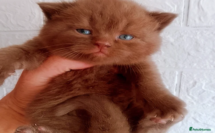 British Shorthair cats - Advert 8
