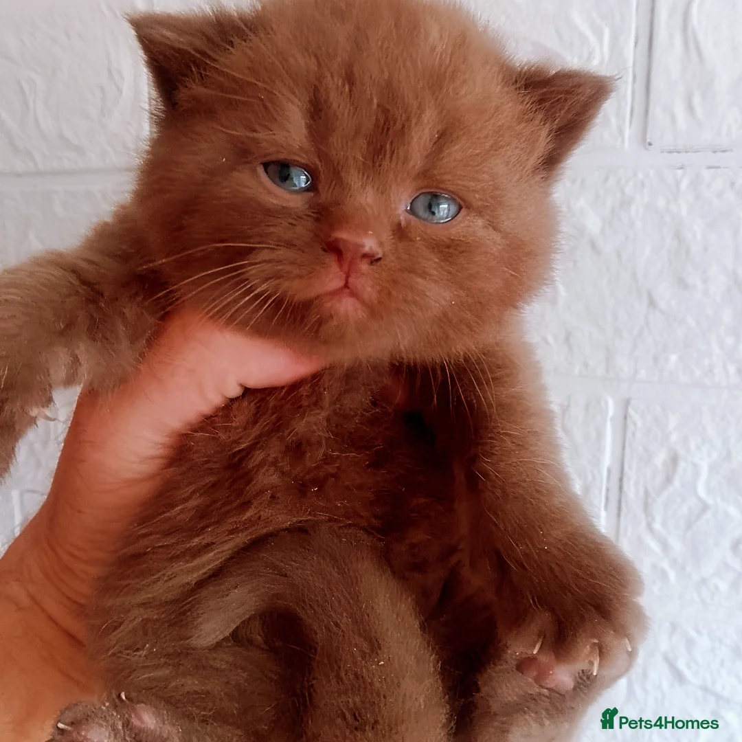 British Shorthair cats for sale: Cinnamon & Chocolate Teddy bear BSH - Image 1