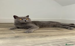 British Shorthair cats for sale: Stunning bsh 3 year old girl 🩷 - Image 2