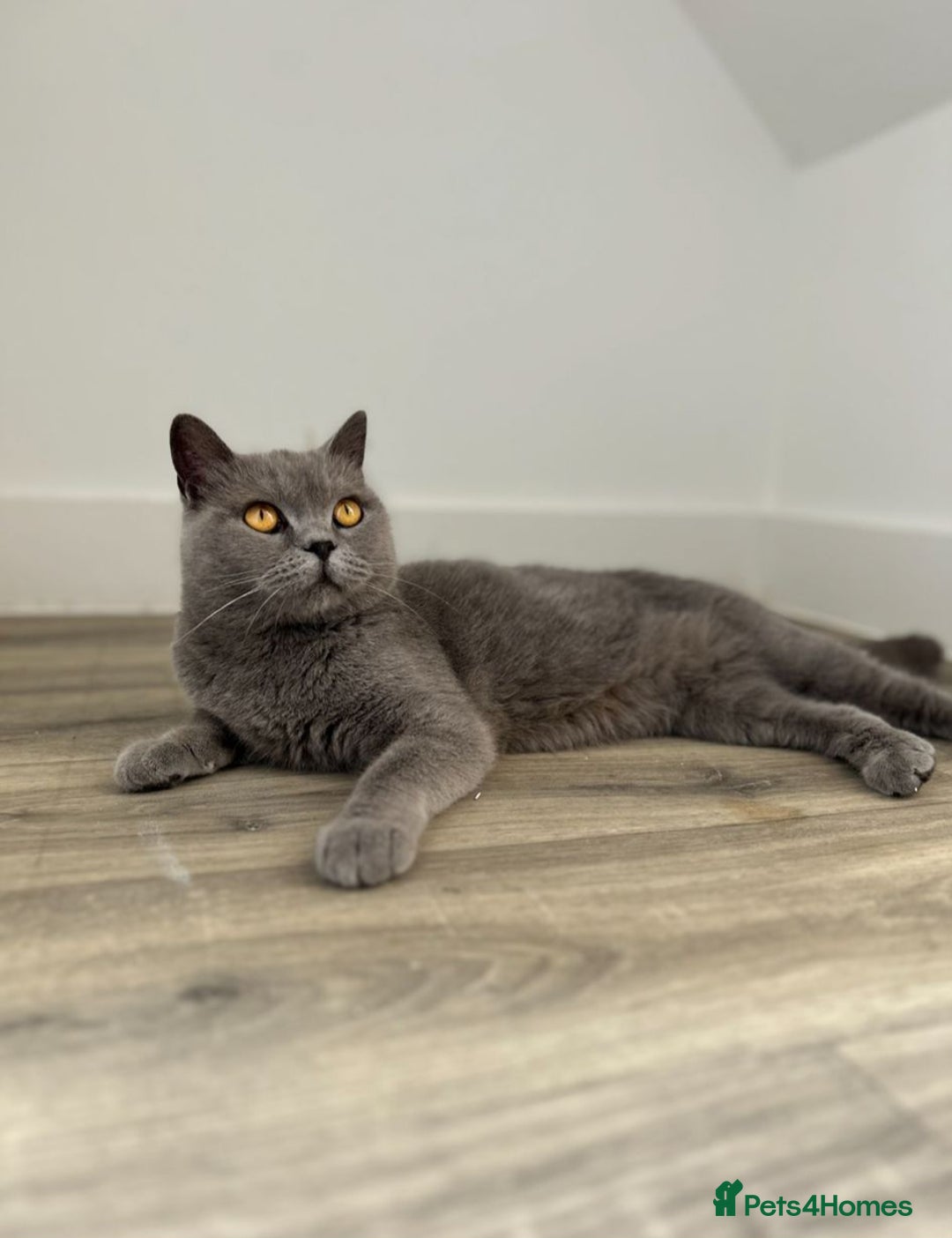 British Shorthair cats for sale: Stunning bsh 3 year old girl 🩷 - Image 2