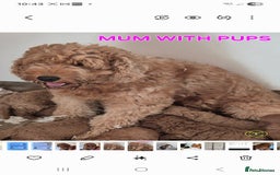 Mini Goldendoodle dogs for sale: F1b Red Miniature Goldendoodle tested parents - Image 2