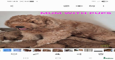 Mini Goldendoodle dogs - Advert 2