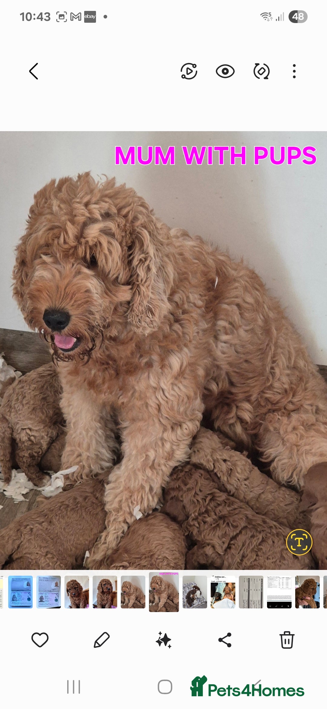 Mini Goldendoodle dogs for sale: F1b Red Miniature Goldendoodle tested parents - Image 2