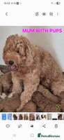 Mini Goldendoodle dogs - Advert 2