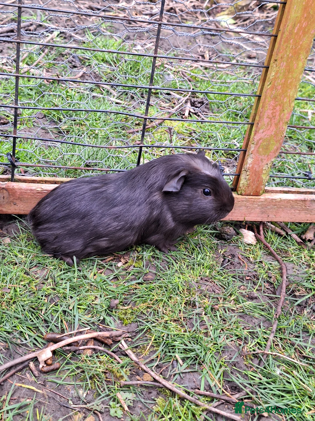 Guinea Pig rodents for sale: 4 male guinea pigs for sale - Advert 2