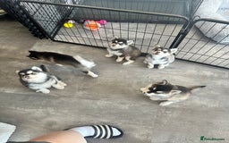 Pomsky dogs for sale: Beautiful husky marked Pomskies  - Image 11