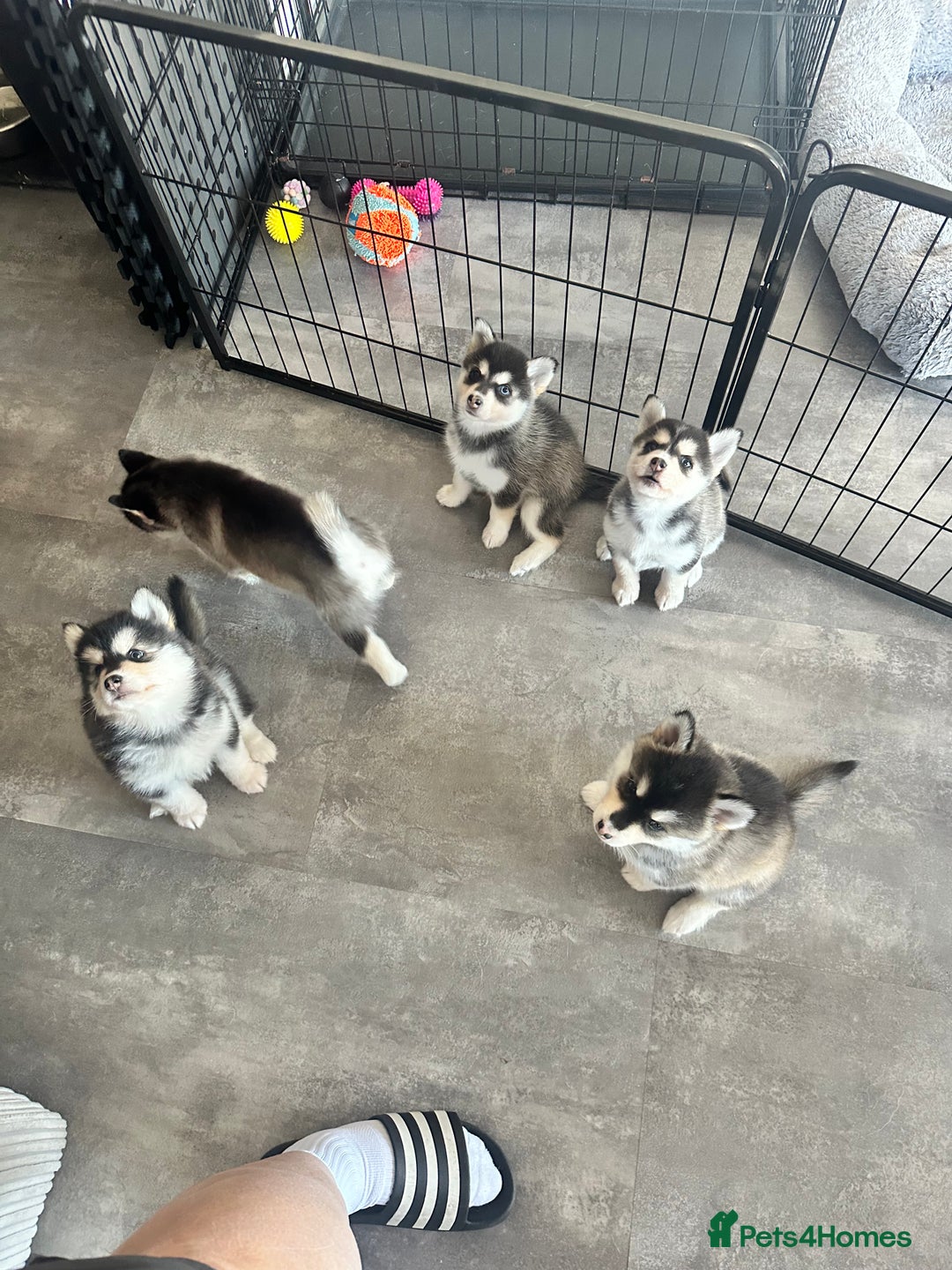 Pomsky dogs for sale: Beautiful husky marked Pomskies  - Image 11