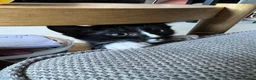 Mixed Breed cats for sale: Black and white female kittens for sale - Advert 5