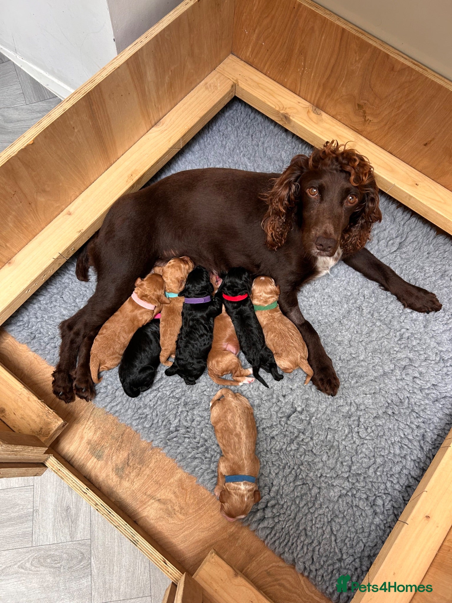 Cockapoo dogs Quality F1 Cockapoo puppies - Advert 2