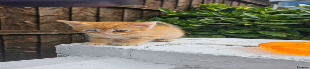 Maine Coon Kitten 1