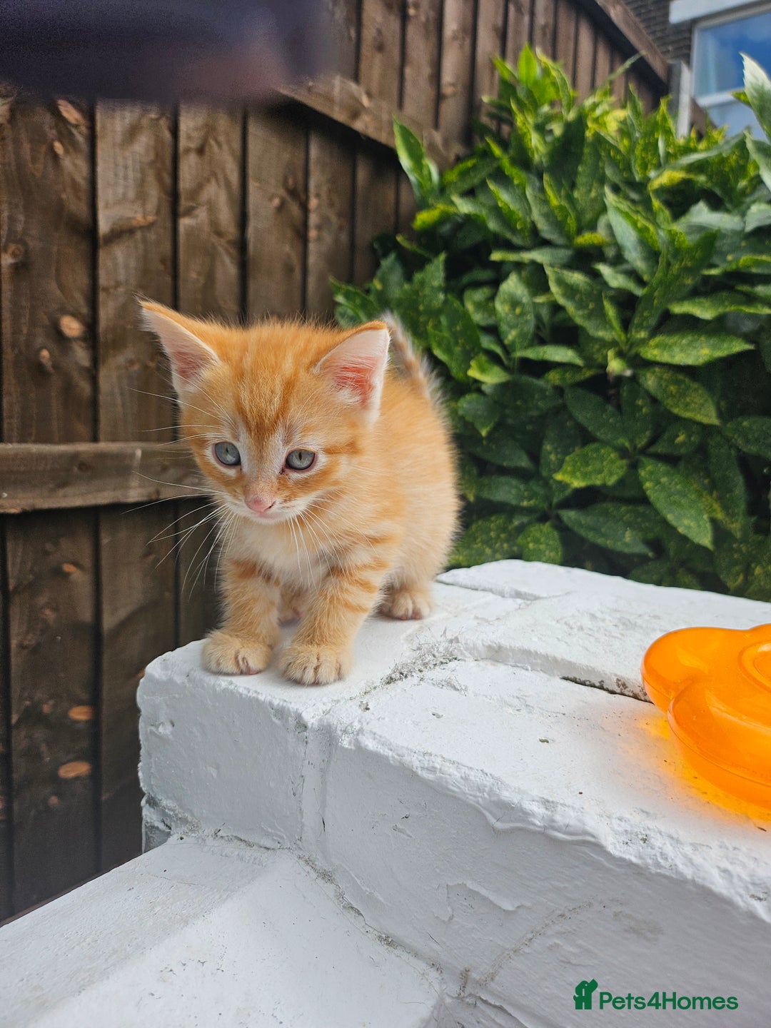 Maine Coon cats for sale: Beautiful kittens 😸  - Image 10