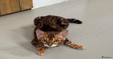 Bengal cats in Spalding - Advert 5