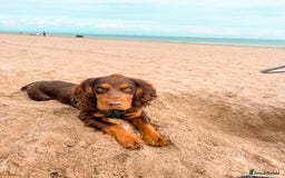 Cocker Spaniel dogs for stud: 🐾 Proven Stud - Healthy Working Cocker Spaniel 🐾 - Image 14