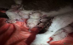 Snowshoe cats for sale: Pedigree Snowshoe kittens ready 8th november  - Image 3