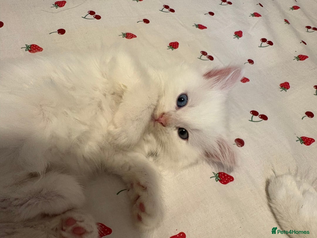 Mixed Breed cats for sale: Adorable fluffy kittens  - Advert 14