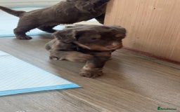 Cockapoo dogs for sale: Cockerpoos  - Image 3