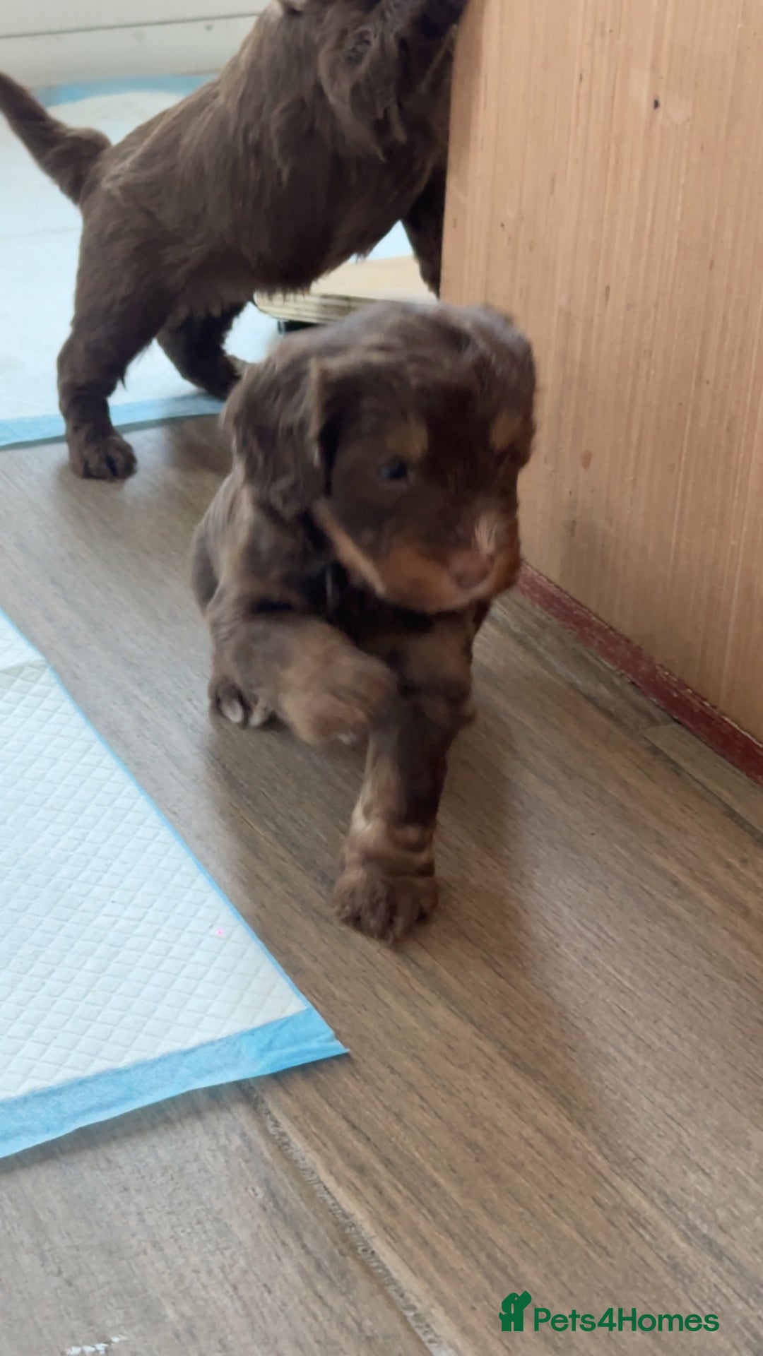 Cockapoo dogs for sale: Cockerpoos  - Image 3