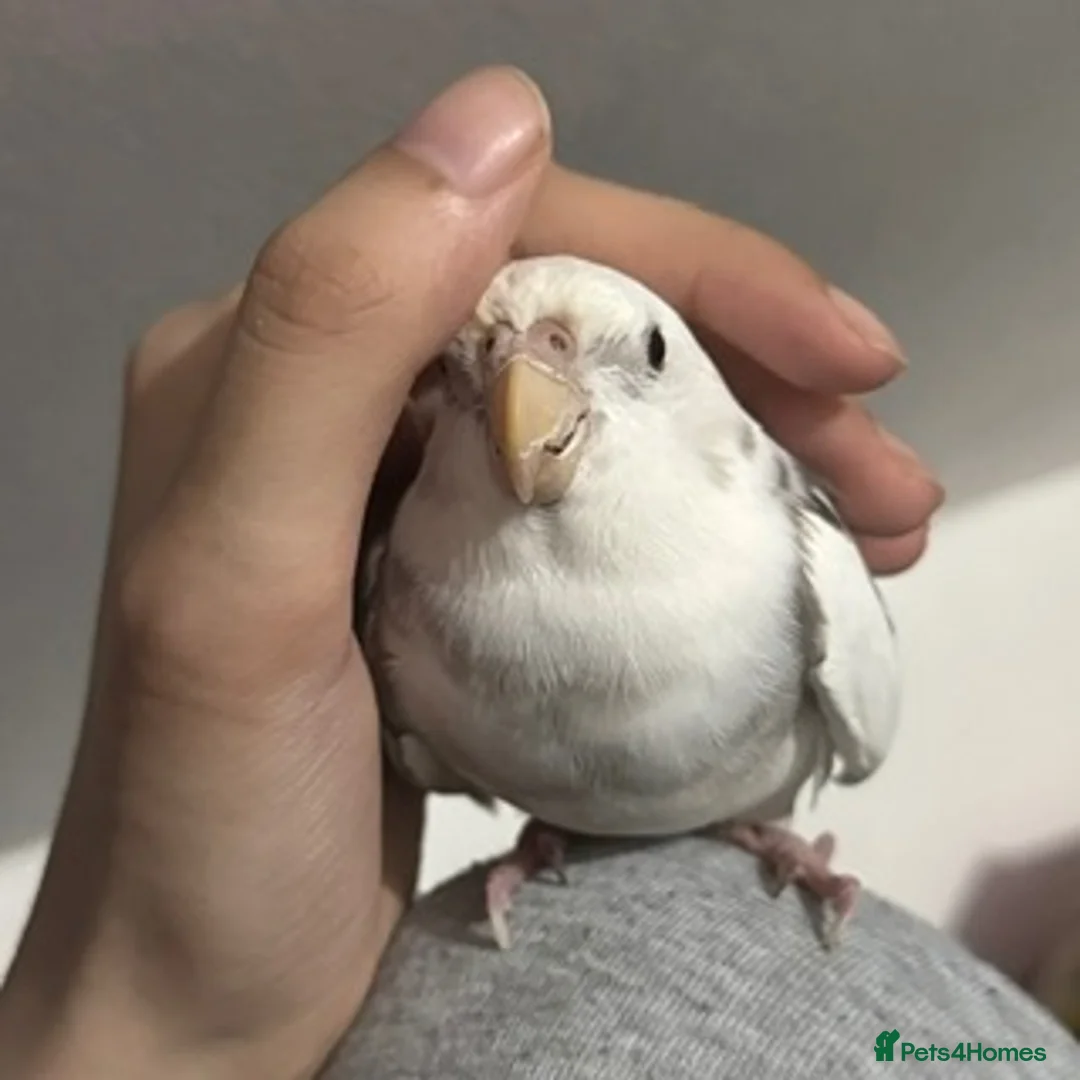 Cockatiels birds for sale: Tame Silly Male Cockatiel - Advert 2