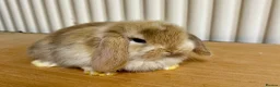 Mini Lop rabbits for sale: Baby mini lop bunnies  - Advert 1