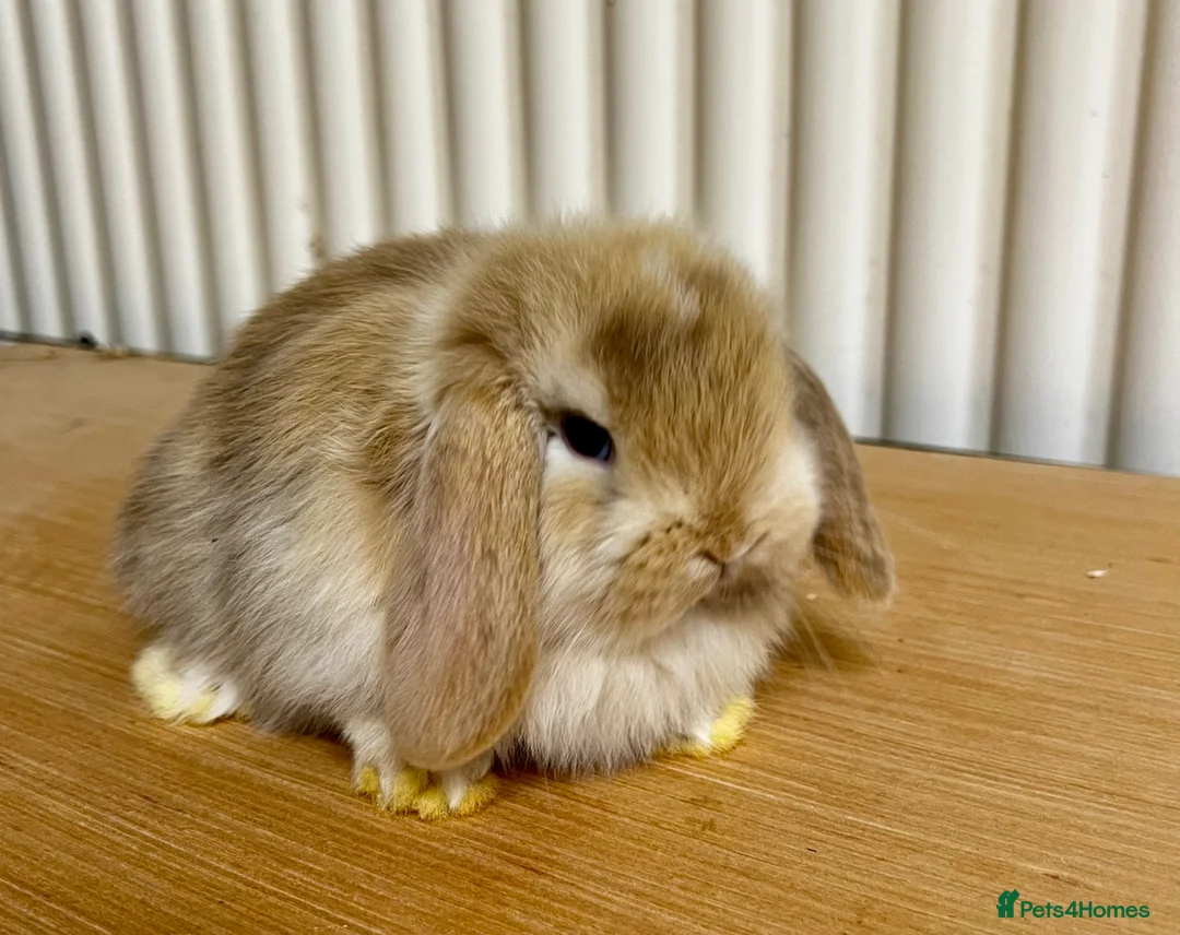 Mini Lop rabbits for sale: Baby mini lop bunnies  - Advert 1