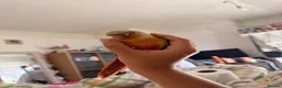 Conures birds for sale: 15 week dna female conure hand reared and tamed - Advert 5
