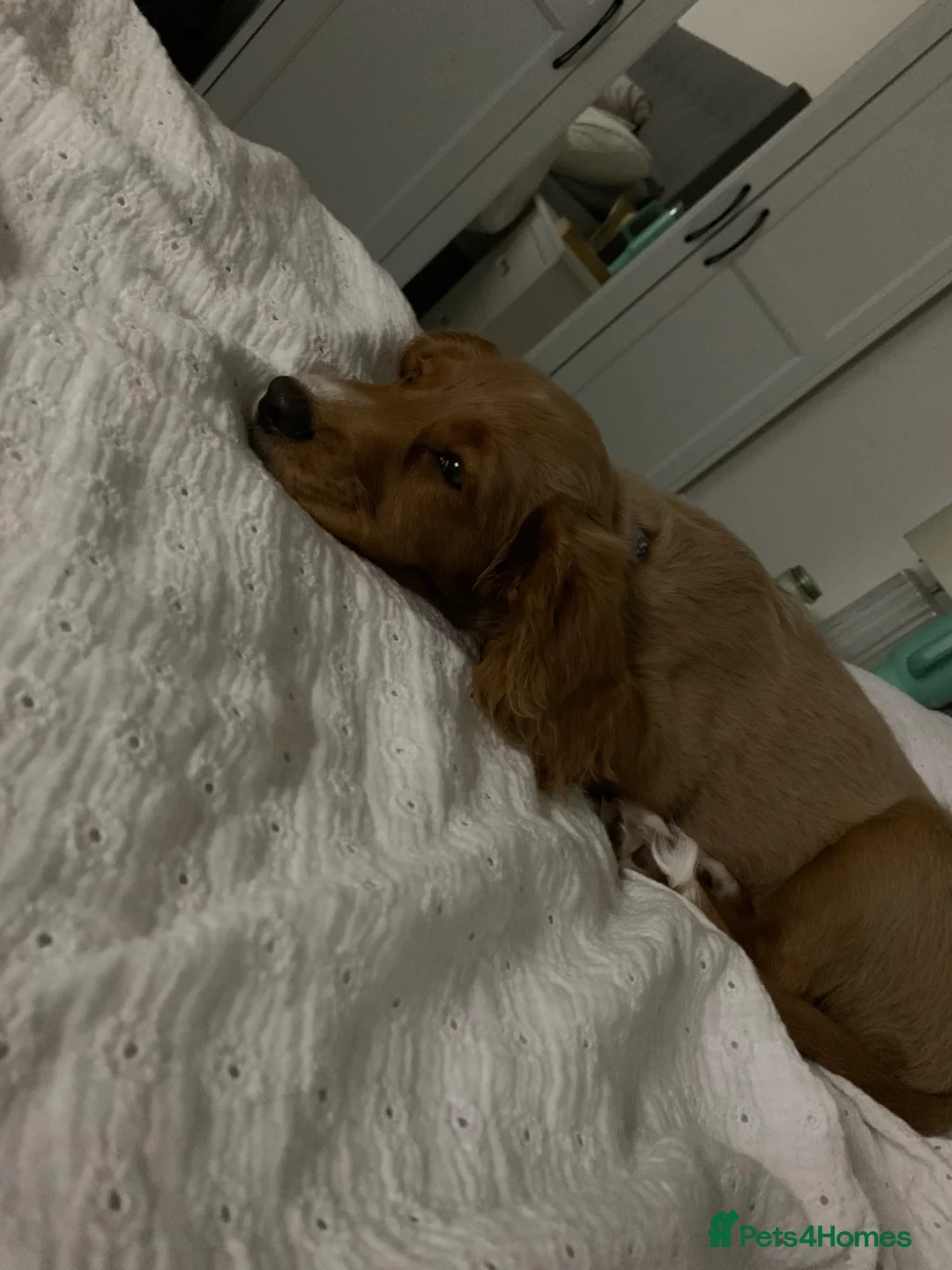 Cocker Spaniel dogs for sale: £200 11 month old cocker spaniel £200  - Advert 1