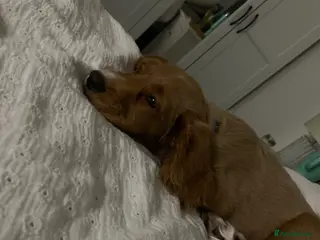 Cocker Spaniel dogs 11 month old cocker spaniel free to a loving home - Advert 13