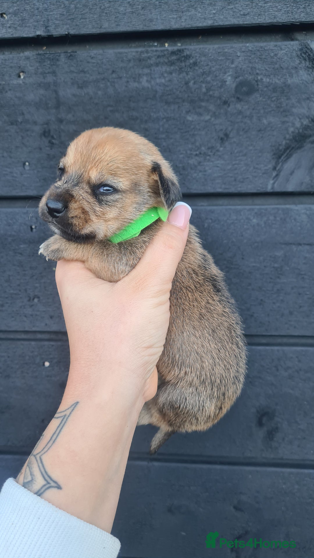 Mixed Breed dogs for sale: Patterjack x daxies pups available  - Advert 22