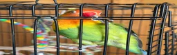 Lovebirds birds for sale: Lovely Lovebird For Sale in Banbury - Advert 11