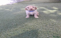Labradoodle dogs for sale: Miniature Labradooles - Image 1