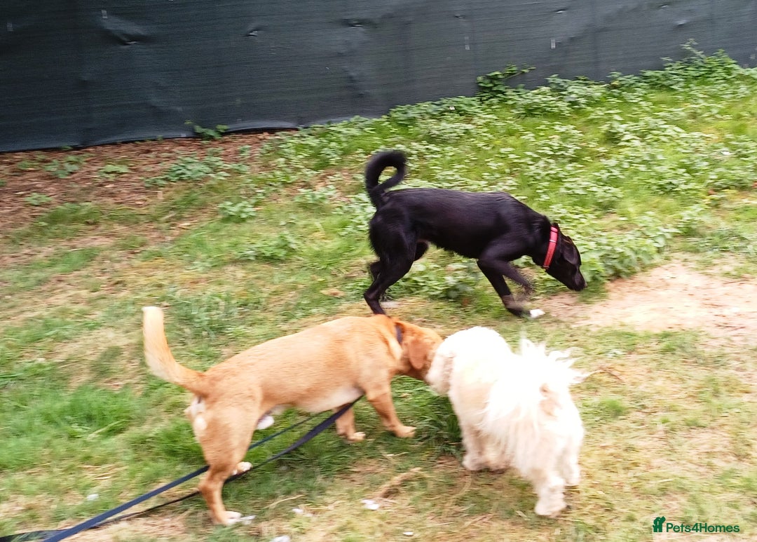 Mixed Breed dogs for adoption: An Adorable Labrador cross Boy - for a Loving Home - Image 9